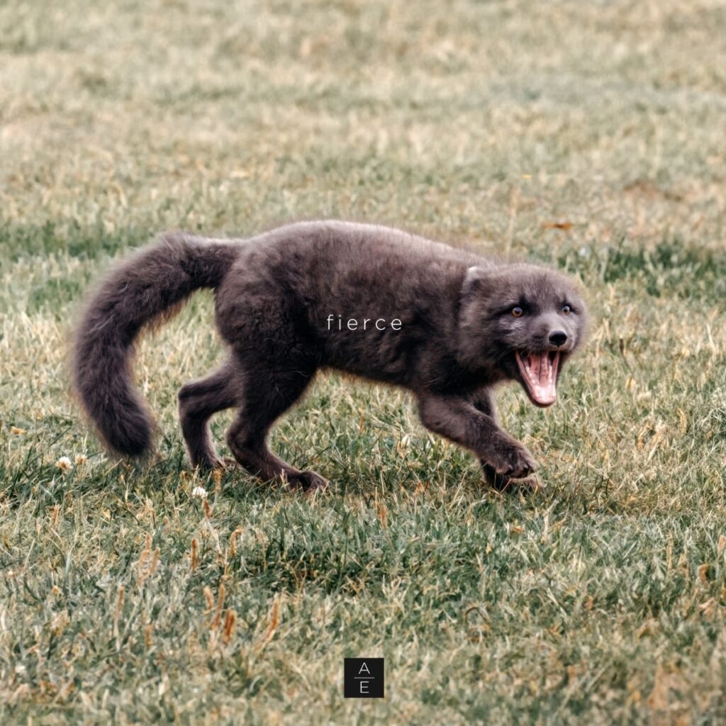 Aurelia Evgenia - FIERCE Album Cover Artwork