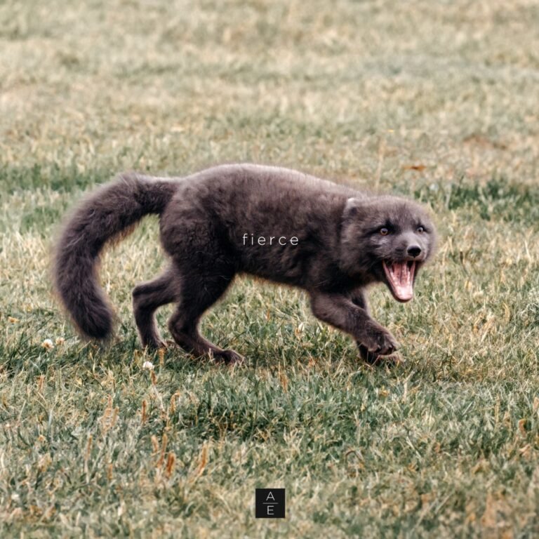 Aurelia Evgenia - FIERCE Album Cover Artwork